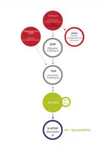 Flowchart, der beskriver folinsyres metaboliske vej, fra indtagelse til MTHFR-konvertering til 5-MTHF, fundet i Vitakruid – Multi Dag & Nat® Kvinde (2 x 30 tabletter).