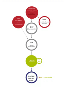Vitakruid – Multi Dag & Nat® Mama (2 x 30 tabletter) beskriver folatmetabolismevejen: diætfolat til DHF til THF, ved hjælp af vitamin B6/B12, derefter omdanner MTHFR det til 5-MTHF. Folinsyre og UMFA har dårligt stofskifte, mens Quatrefolic fremhæves.